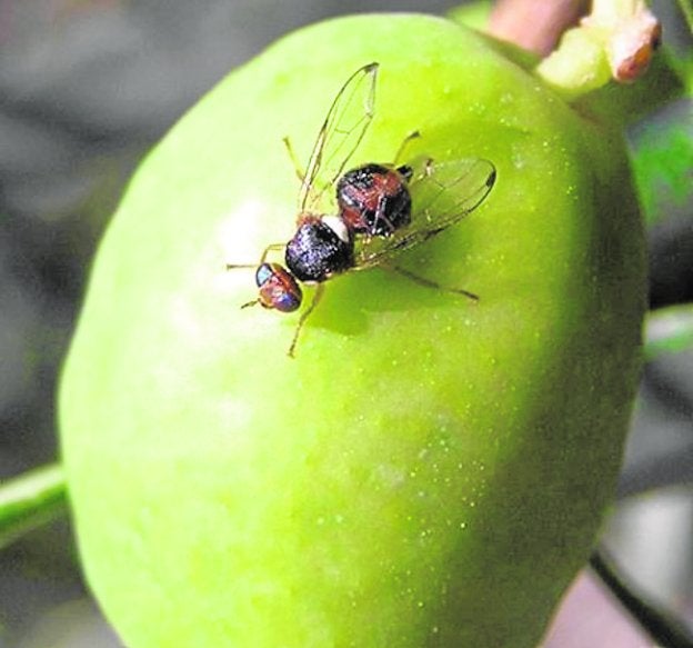 La mosca del olivo es la principal plaga del olivar. :: sur