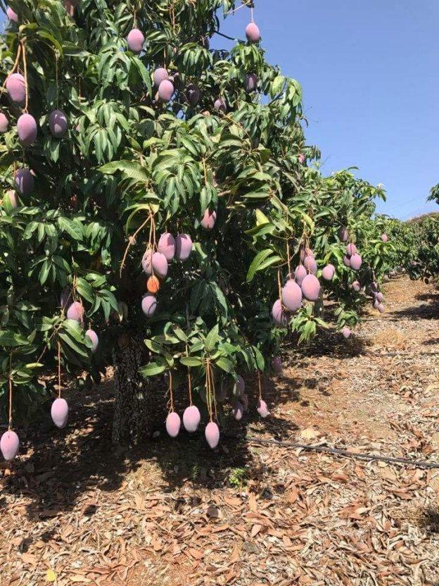 La superficie dedicada al mango ronda ya las 4.000 hectáreas en Málaga.