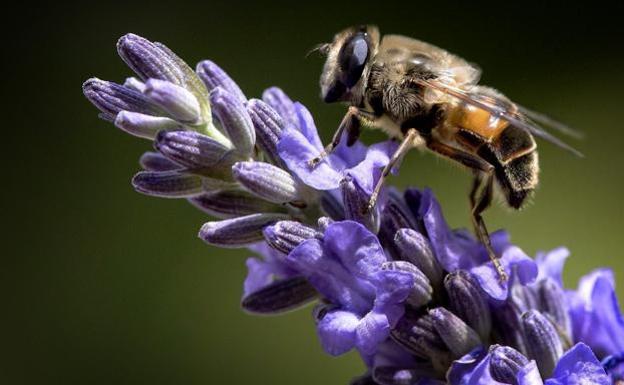Una abeja descansa sobre una flor de lavanda en Múnich./Efe