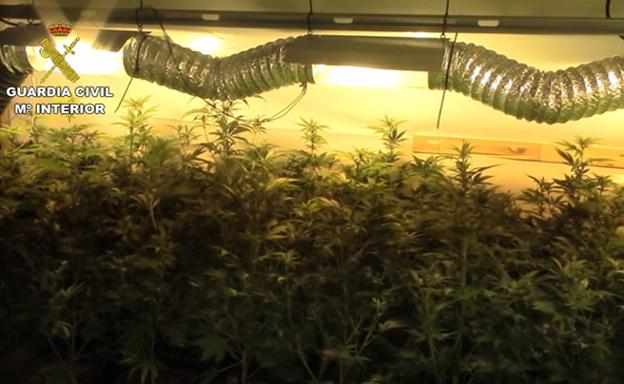 Imagen de una de las plantaciones /GUARDIA CIVIL