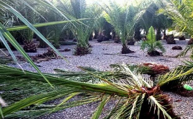 Tras varios meses, la acción del picudo rojo llega a ser mortal para las palmeras. /SUR