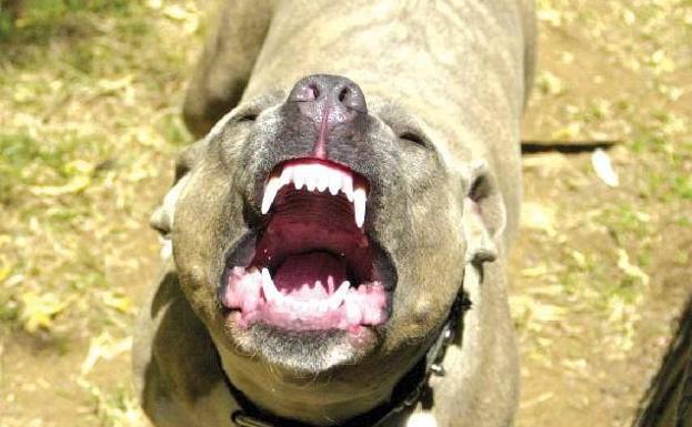 Muere una joven de 22 años tras ser brutalmente atacada por sus dos pitbull