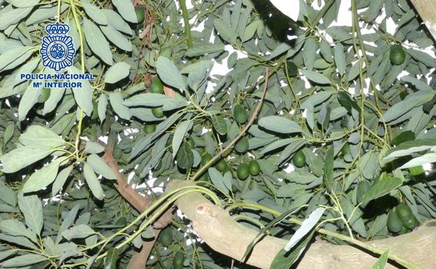 Detenido por el robo de más de diez toneladas de aguacates en Vélez-Málaga