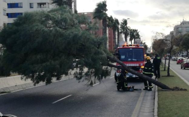 Árbol caído en la calle Pacífico de Málaga. /Asun Gutiérrez
