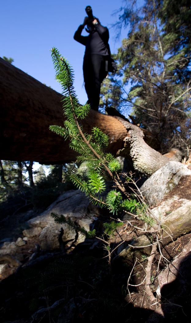 Un pequeño ejemplar de pinsapo intenta abrirse camino para convertirse en árbol. :: sur/