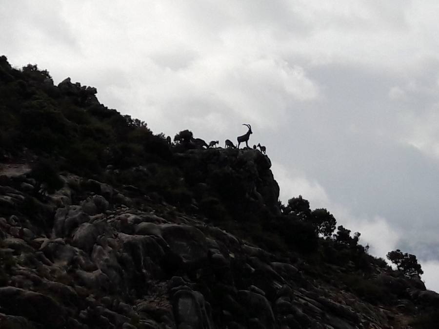 Cabras rondando la escultura.