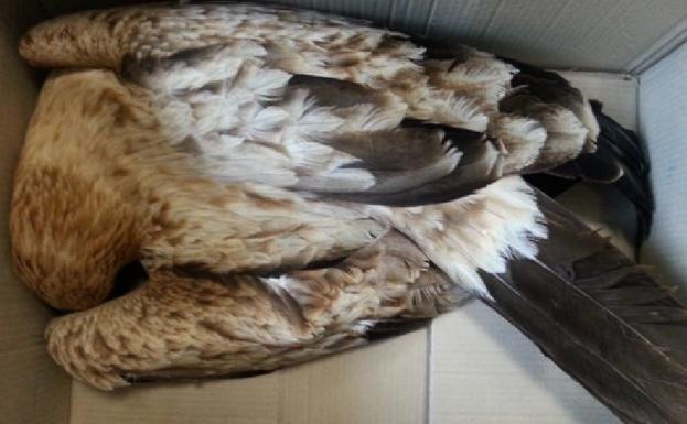 Águila electrocutada./SEO/BirdLife