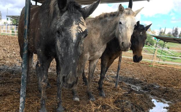 Algunos caballos del CYD Santa María se han visto afectados por el barro y la humedad./SUR