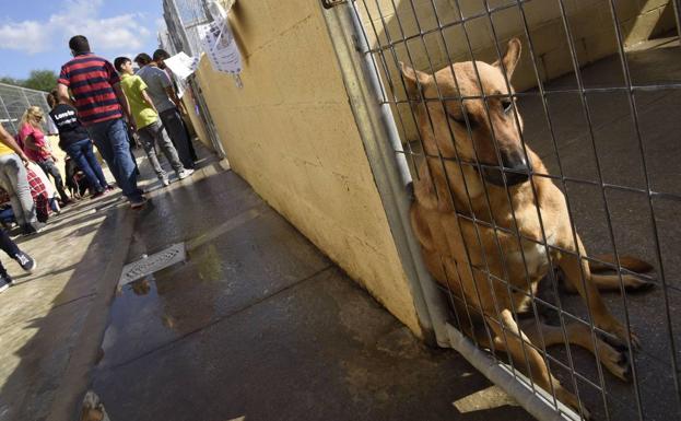 El Refugio de la Protectora acoge actualmente a 889 animales, el triple de la capacidad con el que se construyó. :/SUR