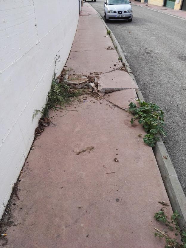 Las raíces de los árboles han dañado las aceras en muchas calles. :: e. c./