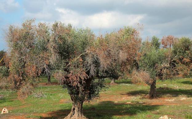Olivo afectado por Xylella fastidiosa en Italia. /SUR