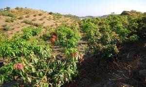 Plantaciones de mango en la Axarquía/