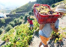 Raúl y Jesús Gámez transportan la uva a hombros por los escarpados montes de Almáchar. :: Carlos Moret/