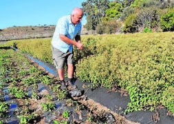 Leovigildo Martín, presidente de la asociación de productores de estevia en la Axarquía, en su propia plantación . :: A. Peláez/