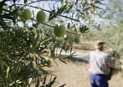 El sector del olivar sigue siendo uno de los más importantes del campo malagueño. :: Salvador Salas/