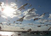 LIBRES. Gaviotas sobrevuelan la ría de Huelva. / EFE/