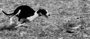 Bella estampa, recogida en el libro, de un campeonato de campo a través en el que puede apreciarse a un galgo en plena acción persiguiendo a una liebre. ::
SUR/