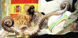 El pulpo Paul elige a España como ganadora del Mundial 2010