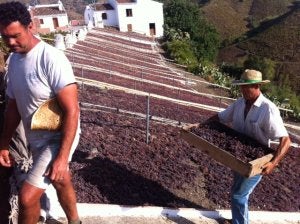 La producción total de pasas en la provincia ha alcanzado los 470.000 kilos. ::
A. PELÁEZ/