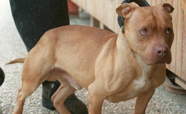 Un Pitbull Muerde A Un Bebe De 19 Meses Que Paseaba Junto A Su Familia Por Madrid Diario Sur