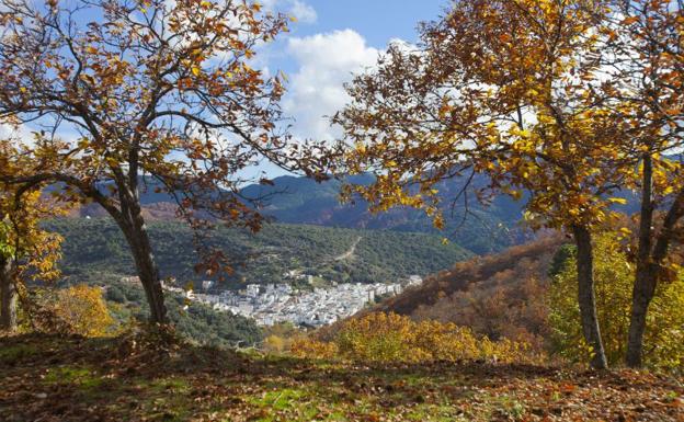 La Diputacion Incrementara La Promocion Del Bosque De Cobre De Malaga Con La Senalizacion De 19 Senderos Diario Sur
