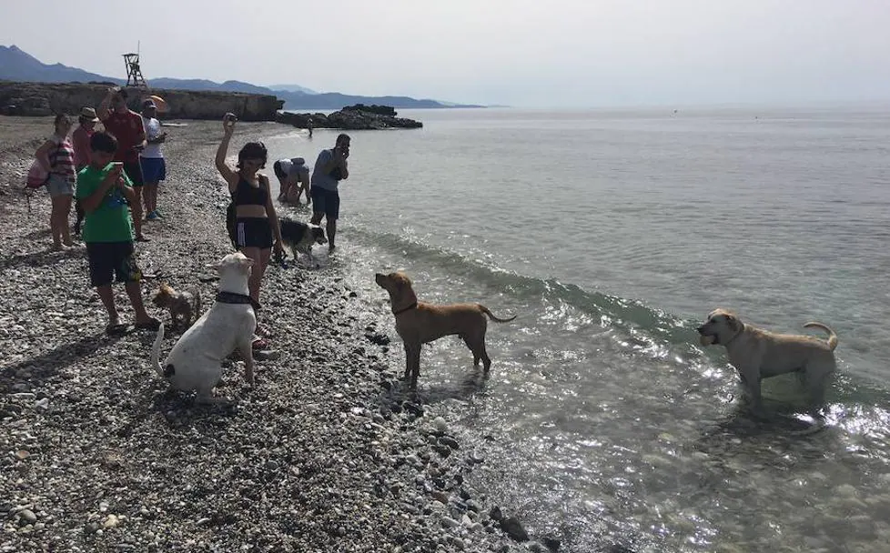 loseta Interminable trabajo duro Playas de Málaga para ir con perro este verano | Diario Sur