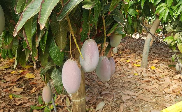 Málaga sitúa a España como primer país productor de mango de la Unión  Europea | Diario Sur