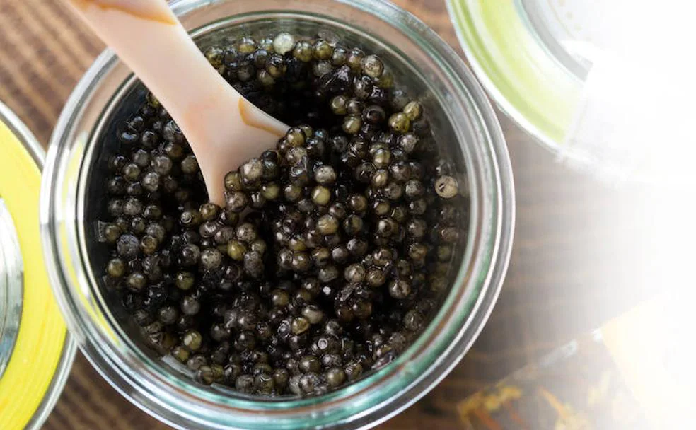 Misterios del esturión caviar | Sur