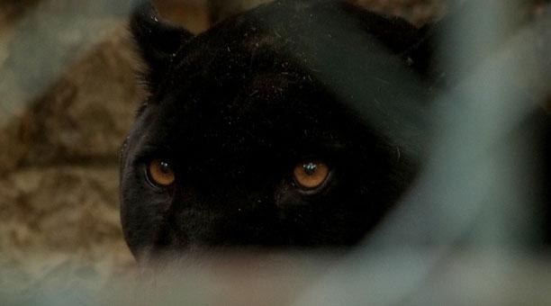 La Leyenda De La Pantera Negra De La Cala De Mijas Diario Sur