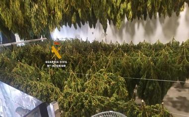 Imagen de una de las plantaciones intervenidas por la Guardia Civil en la operación 'Paguia'./GC