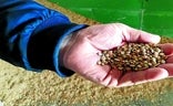Sanidad lanza una alerta alimentaria por contaminación en las lentejas