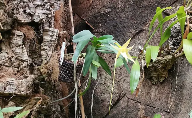 Florece en el Orquidario de Estepona la conocida como 'orquídea de Darwin'  | Diario Sur