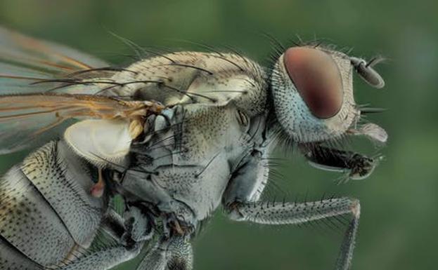 con que se espanta las moscas