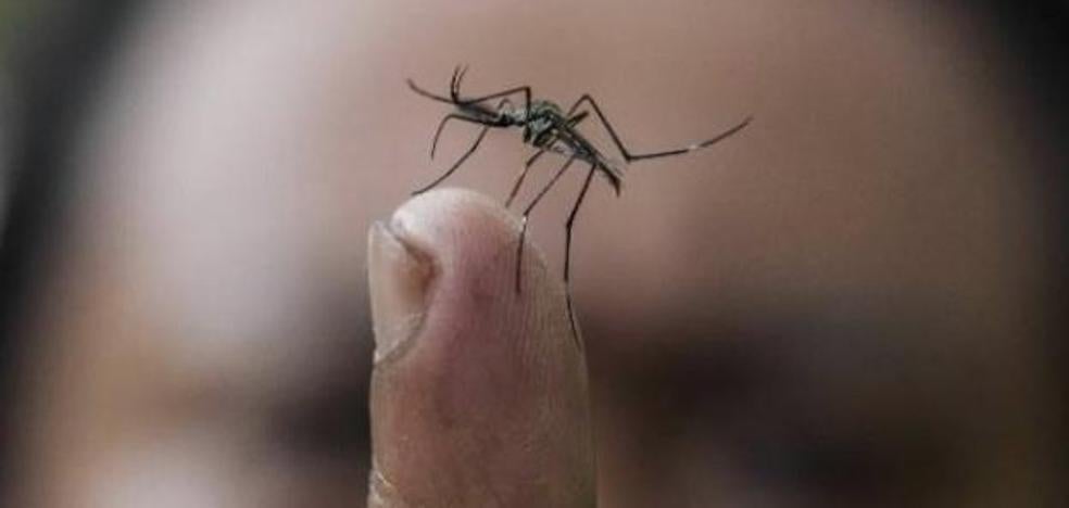Día Internacional: El dengue, una nueva amenaza del mosquito tigre a causa del cambio climático - Vimarsana News