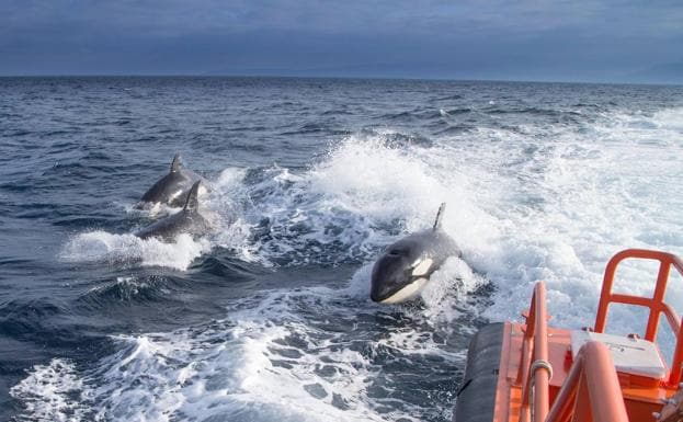 Imagen de stock de orcas persiguiendo a un barco de rescate en aguas del estrecho. 