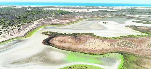 La Laguna de Santa Olalla, el humedal más grande y permanente del Parque Nacional de Doñana, ofrece una imagen dramática ya que este verano se quedó sin agua debido a la sequía. 