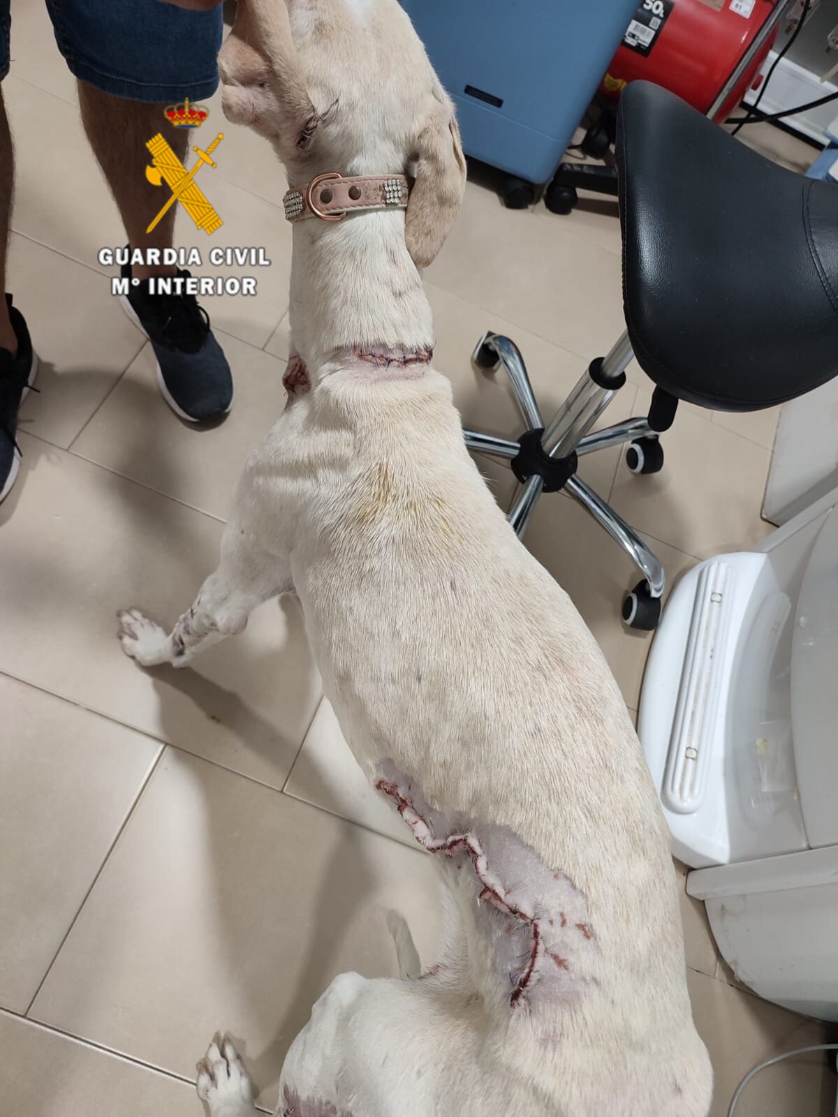 Investigan al propietario de un perro por maltrato la denuncia un veterinario en Mollina Sur