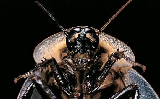 En Silicon Valley cunde el pánico: hay una plaga de 'cucarachas'