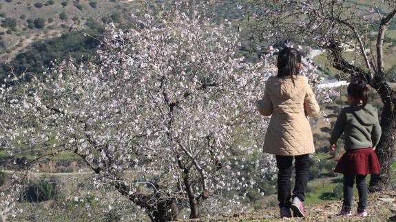 Diez enclaves espectaculares para disfrutar de los almendros en flor en  Málaga | Diario Sur