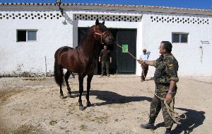 Llegan Los Sementales A Los Llanos Diario Sur